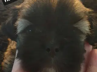 Super lækre Lhasa Apso hvalpe 🐾💕