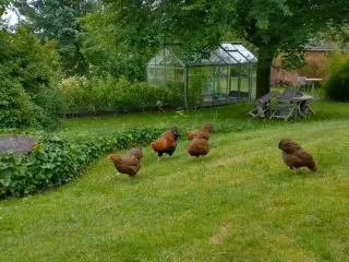 Agerhønefarvede Wyandot.
