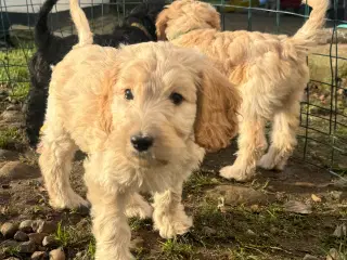 Cockapoo/cockerpoo/doodle