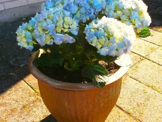 Ny Hortensia med Stor, Ny Krukke