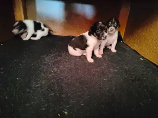 Dansk Svensk Gårdhundehvalpe