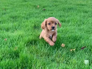 De yndigste cavapoo babyer 