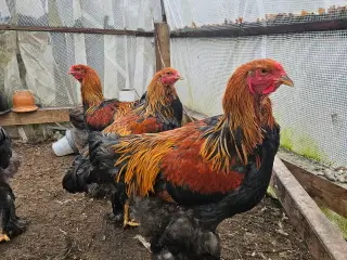 Brahma haner til salg