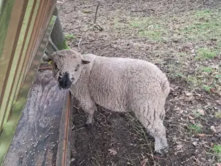 Shropshire ilæmmet gimmer + vædder