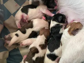 Jack russel terrier 