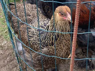 Brahma 