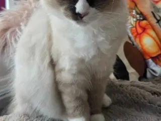 Ragdoll kastreret killing 