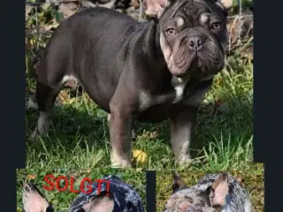 Fransk bulldog. NEDSAT!