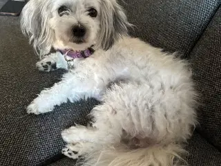 Malteaser/pekingeser tæve Daisy sælges