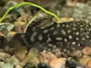 Maller yngel 10stk 50kr