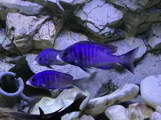 White lips cichlid