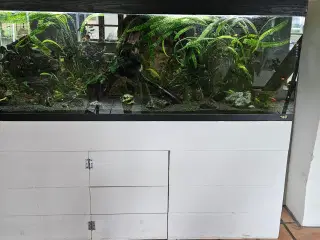 Akvarie 