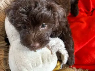 2 Generations Maltipoo
