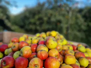 Økologiske æbler til dyr eller mad