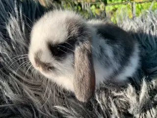Han 🩵Mini lop baby vejer 394 g