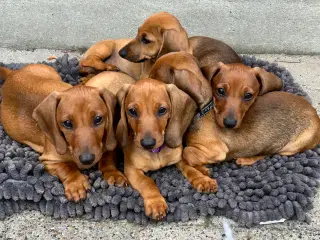 Gravhund hvalp