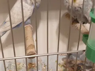 1 par Engelske undulater 