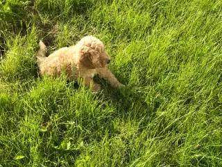 Mellem labradoodle hvalpe Multigen