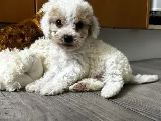 Cavapoo hvalpe 