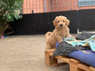 Mini Golden Doodle F1B babyer 