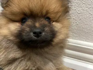 Pomeranian hvalpe