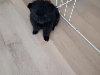 Pomchi hvalpe 