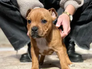 Røde Staffordshire Bull terrier hvalpe 