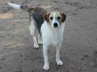 Vita søger familie! 🩷