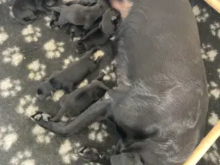 Labrador 