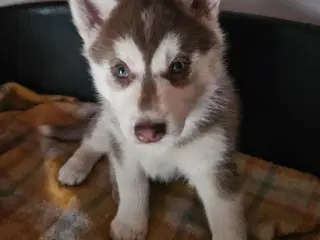 11 stk rene Siberian Husky hvalpe