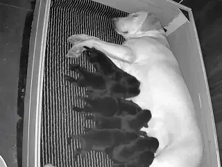 Racerene sundhedskontrollerede lab hvalpe 