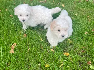 Maltipoo hvalpe 