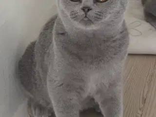 DK Færge`s Bente efter gamle klassiske  blå linjer