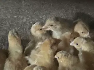 Varmefri orpington kyllinger