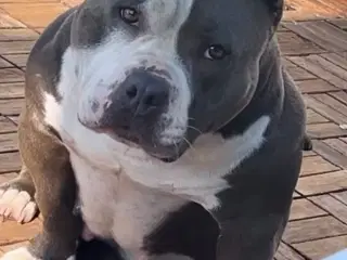 American bully tæve