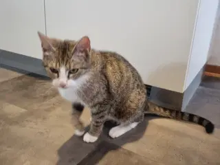 Hunkat 2 år