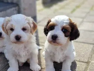 Smukke Bichon Havanais hvalpe 