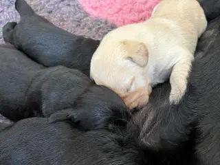 De sødeste Labrador hvalpe