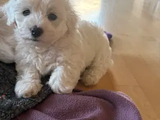 Hundehvalpe allergivenlige