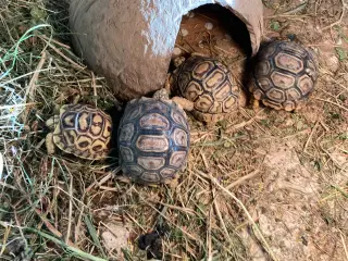 Leopardskildpadde unger