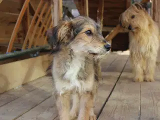 Olsen søger sit 4 ever home