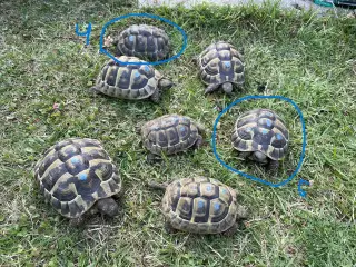 Skildpadde, 2 Græske landskildpadder 8 år