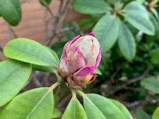 Flot Rhododendrom busk