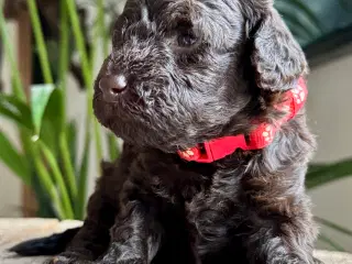 Ægte puddelhvalpe. 3 uger gl.. Undersøgte forældre