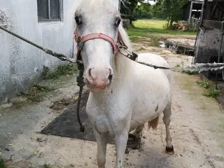 Hvid knabstrupper pony
