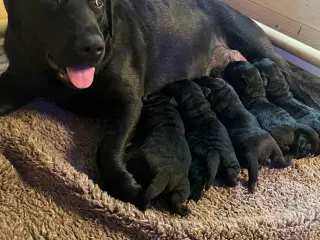 Labradorhvalpe af ‘gammeldags’ type