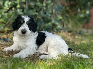 Golden Doodle F1b hvalpe klar til efterårsferien