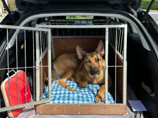 Stort Hundebur til bilen