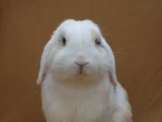 Champagne søger ny familie