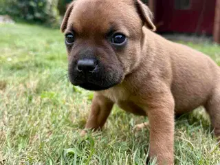 Staffordshire Bull Terrier hvalpe med DKK tavle